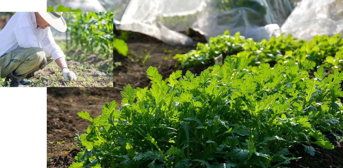 土いじりをして新鮮な野菜などの収穫を愉しむふれあい菜園（貸家庭菜園）。